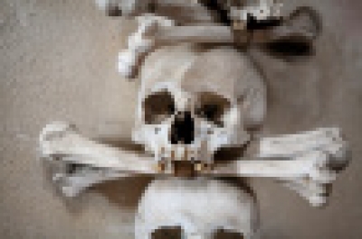 Human Skulls